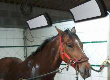 Chauffage cheval VARMIGO